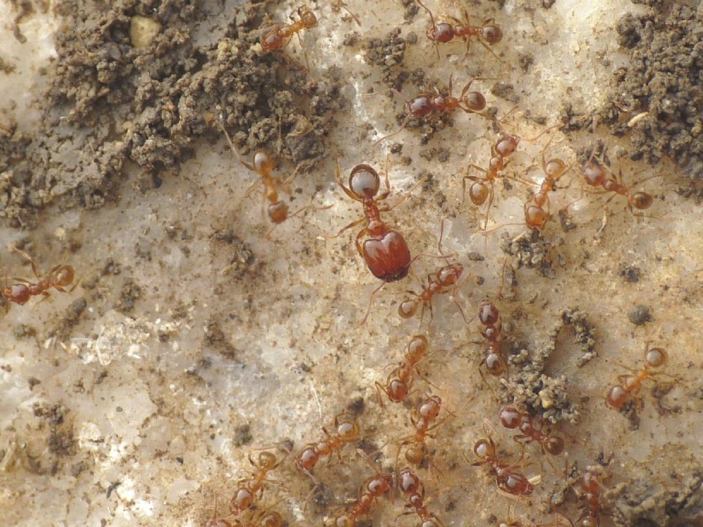 Formicidae sp.